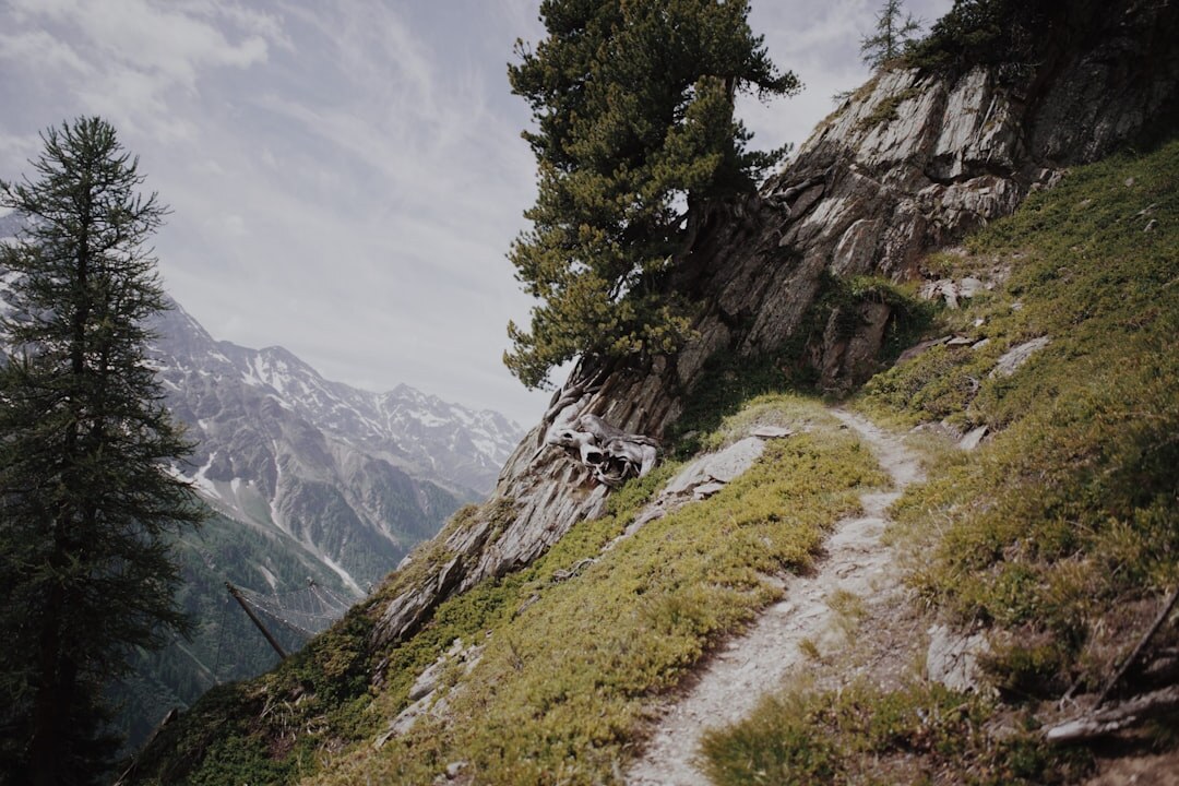 swiss alps reforestation