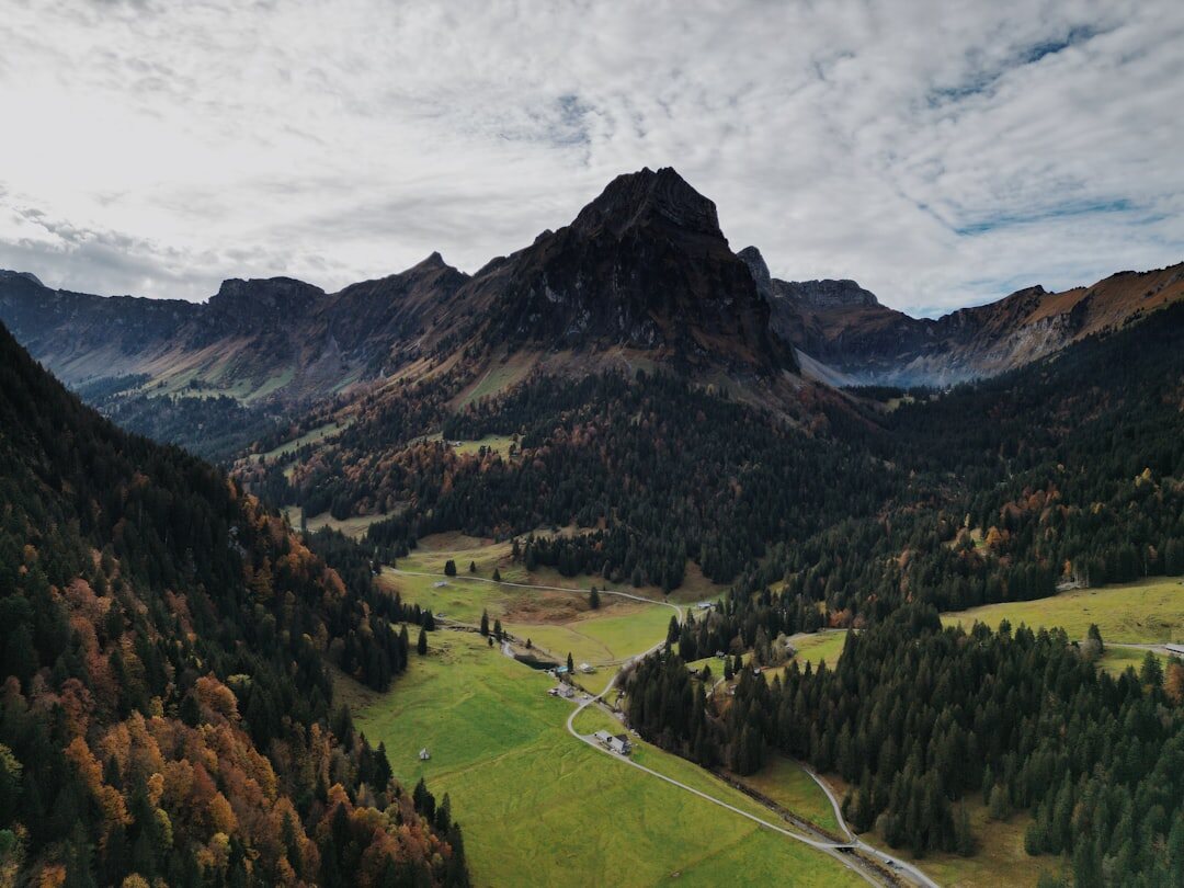 swiss forest